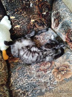 Foto №1. bengal katzenrasse - zum Verkauf in der Stadt Kazan | 10780€ | Ankündigung № 147045