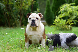 Foto №3. Englische Bulldoggenwelpen. Polen