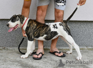 Foto №1. american bulldog - zum Verkauf in der Stadt Kovin | verhandelt | Ankündigung № 114219