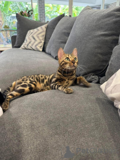 Foto №1. bengal katzenrasse - zum Verkauf in der Stadt Carouge | 750€ | Ankündigung № 152751