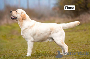 Foto №4. Ich werde verkaufen labrador retriever in der Stadt Добра-Вода. quotient 	ankündigung - preis - 750€