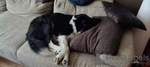 Foto №3. Erstaunliche Border Collie / Karakachan-Welpen. Bulgarien