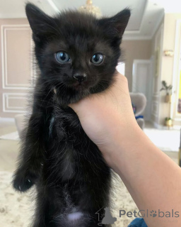 Foto №1. schottische faltohrkatze - zum Verkauf in der Stadt Riga | 250€ | Ankündigung № 146042