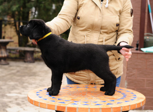 Foto №4. Ich werde verkaufen labrador retriever in der Stadt Donetsk. quotient 	ankündigung - preis - 246€