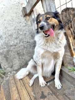 Foto №2 zu Ankündigung № 154360 zu verkaufen mischlingshund - einkaufen Russische Föderation aus dem tierheim