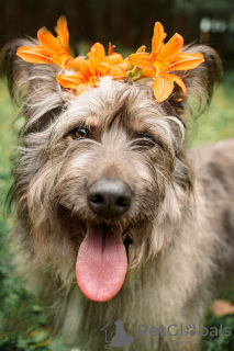 Zusätzliche Fotos: Ein wunderschöner Hund in guten Händen.