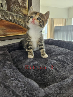 Foto №4. Ich werde verkaufen maine-coon-katze in der Stadt Neukirchen Am Großvendiger. züchter - preis - 307€