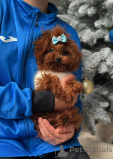 Foto №1. pudel (toy) - zum Verkauf in der Stadt Berlin | verhandelt | Ankündigung № 164617