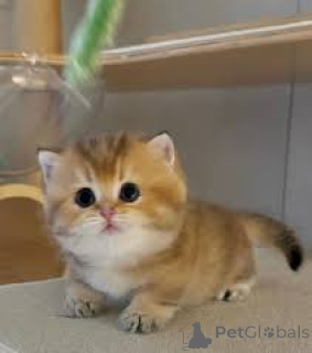 Foto №2 zu Ankündigung № 165938 zu verkaufen munchkin - einkaufen Frankreich quotient 	ankündigung, züchter