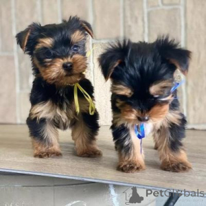Foto №2 zu Ankündigung № 169881 zu verkaufen yorkshire terrier - einkaufen Spanien 