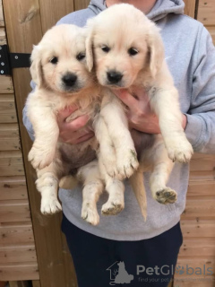 Foto №2 zu Ankündigung № 18629 zu verkaufen golden retriever - einkaufen Portugal quotient 	ankündigung