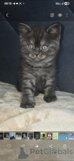 Foto №3. Schöne und gut Gromierte, verspielte und unglaubliche Freunde. USA