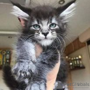 Foto №1. maine-coon-katze - zum Verkauf in der Stadt Hartford | 568€ | Ankündigung № 109895