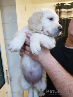 Foto №1. golden retriever - zum Verkauf in der Stadt Köln | 450€ | Ankündigung № 117933