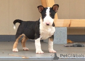 Foto №1. bullterrier - zum Verkauf in der Stadt Гронинген | Frei | Ankündigung № 123932