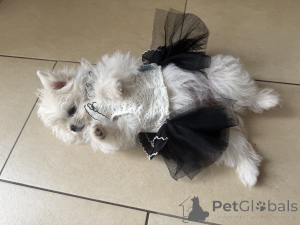 Foto №2 zu Ankündigung № 147826 zu verkaufen deutsche spitze - einkaufen Deutschland 