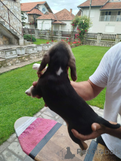 Foto №3. Beagle Welpen zum Verkauf. Serbien