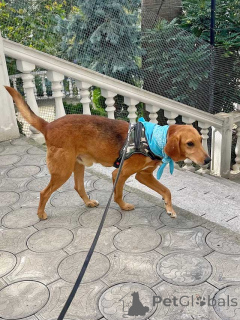 Foto №1. mischlingshund - zum Verkauf in der Stadt Moskova | Frei | Ankündigung № 159233