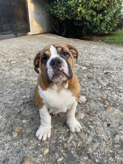 Foto №2 zu Ankündigung № 113698 zu verkaufen englische bulldogge - einkaufen Serbien züchter