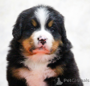 Foto №1. berner sennenhund - zum Verkauf in der Stadt Москва | verhandelt | Ankündigung № 138652