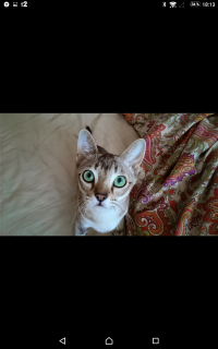 Foto №2 zu Ankündigung № 2019 zu verkaufen singapura - einkaufen Russische Föderation vom kindergarten, züchter