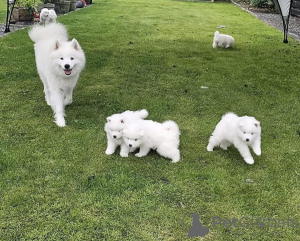 Foto №1. samojede (hunderasse) - zum Verkauf in der Stadt Schlechtes Kreuznach | verhandelt | Ankündigung № 167340