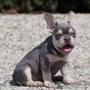 Foto №3. Französische Bulldoggenwelpen zu verkaufen. Deutschland