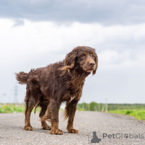 Foto №1. mischlingshund - zum Verkauf in der Stadt Moskwa | Frei | Ankündigung № 161957