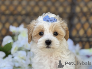 Foto №1. maltipu - zum Verkauf in der Stadt Friedberg (Hessen) | 900€ | Ankündigung № 150162