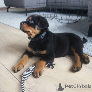 Foto №1.  - zum Verkauf in der Stadt Larnaca | 300€ | Ankündigung № 143876