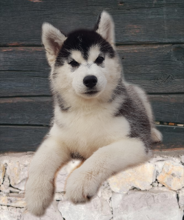 Foto №2 zu Ankündigung № 4139 zu verkaufen siberian husky - einkaufen Russische Föderation züchter