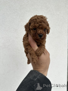 Foto №2 zu Ankündigung № 138755 zu verkaufen pudel (toy) - einkaufen Serbien 