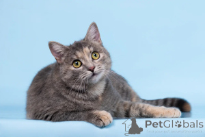 Foto №4. Ich werde verkaufen  in der Stadt Chimki. aus dem tierheim - preis - Frei