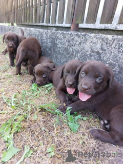 Zusätzliche Fotos: Labrador Retriever, schokoladenbrauner Wurf