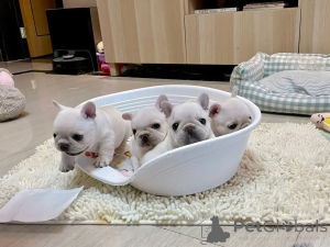 Foto №2 zu Ankündigung № 174907 zu verkaufen französische bulldogge - einkaufen Deutschland züchter