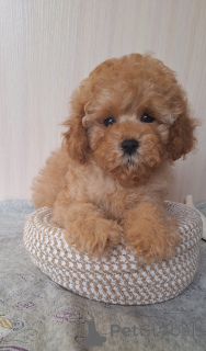 Foto №1. pudel (toy) - zum Verkauf in der Stadt Minsk | 775€ | Ankündigung № 156648