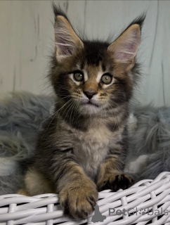 Foto №2 zu Ankündigung № 161206 zu verkaufen maine-coon-katze - einkaufen USA züchter