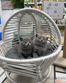 Foto №1. britisch kurzhaar - zum Verkauf in der Stadt Alpbach | verhandelt | Ankündigung № 167317