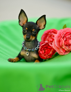 Foto №2 zu Ankündigung № 160398 zu verkaufen russkiy toy - einkaufen Israel vom kindergarten