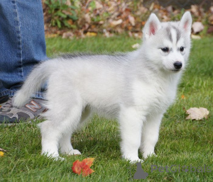 Foto №4. Ich werde verkaufen shiba in der Stadt Zentralstadt.  - preis - verhandelt