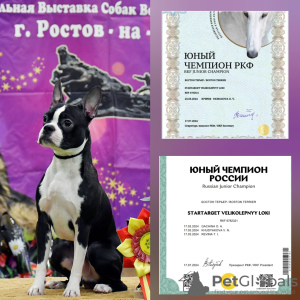 Foto №1. Paarung Service - züchten: boston terrier. Preis - Frei