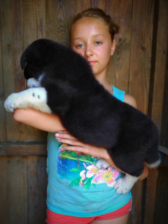 Foto №2 zu Ankündigung № 6918 zu verkaufen amerikanischer akita - einkaufen Ukraine vom kindergarten
