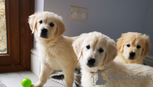 Foto №2 zu Ankündigung № 111511 zu verkaufen golden retriever - einkaufen Niederlande quotient 	ankündigung