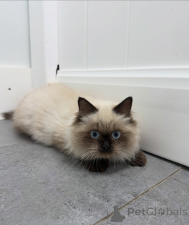 Foto №2 zu Ankündigung № 174846 zu verkaufen ragdoll-katze - einkaufen Schweiz züchter