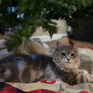 Foto №2 zu Ankündigung № 169108 zu verkaufen sibirische katze - einkaufen Finnland quotient 	ankündigung
