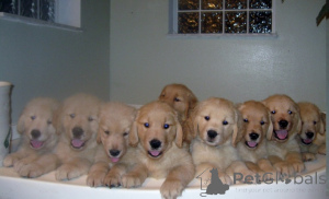 Foto №2 zu Ankündigung № 160030 zu verkaufen golden retriever - einkaufen Rumänien quotient 	ankündigung