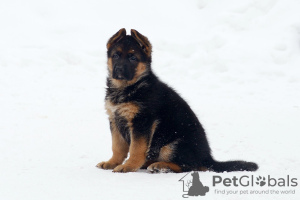 Foto №1. deutscher schäferhund - zum Verkauf in der Stadt Tscheljabinsk | 616€ | Ankündigung № 80271