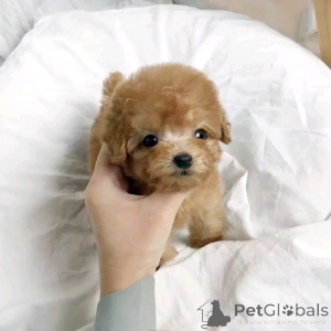 Foto №3. Teacup Pudel Welpen zur Adoption. USA