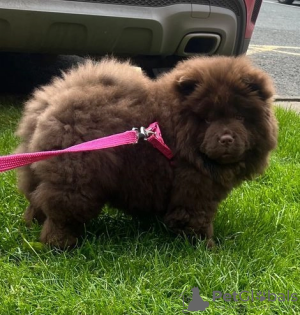 Foto №1. chow-chow - zum Verkauf in der Stadt Stuhr | 331€ | Ankündigung № 108062