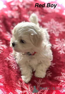 Foto №3. atemberaubende Malteserwelpen. USA